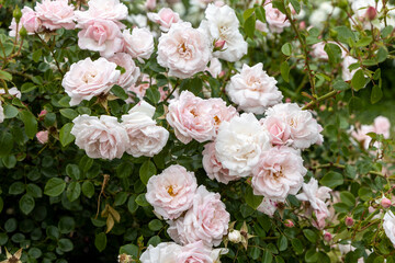 Cluster of pale pink roses in garden captured during daytime