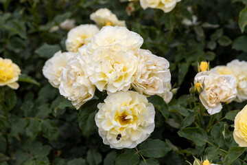 Closeup of white roses with green leaves in garden