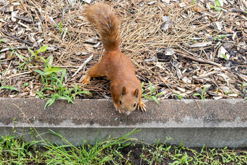 Red squirrel on garden border with natural mulch and grass