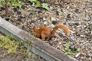 Red squirrel foraging in a garden bed