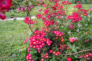 Bright pink wild roses blooming in garden during summer