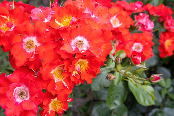 Fototapeta premium Bright red wild roses with a bee in a garden