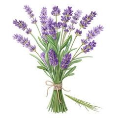 Obraz premium bunch of lavender on white