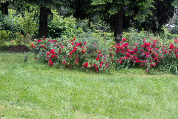 Blooming red rose bushes in park garden on summer day