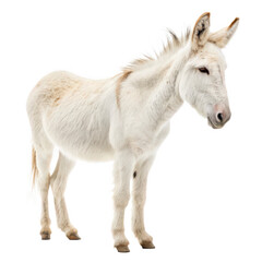 Fototapeta premium Donkey png ass png pack animal png working animal png farm donkey png stubborn beast png rural animal png hoofed mammal png transparent background image