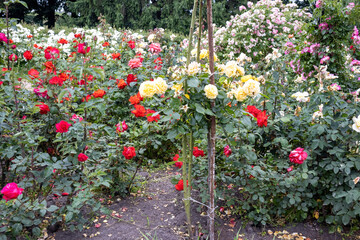 Fototapeta premium Colorful rose garden in full bloom during summer day