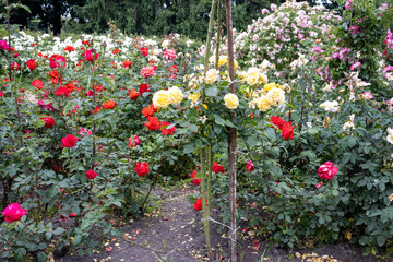 Colorful rose bushes in a blooming garden during summer