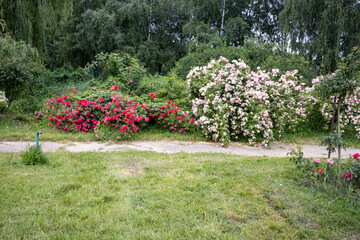 Blooming rose bushes in summer park garden