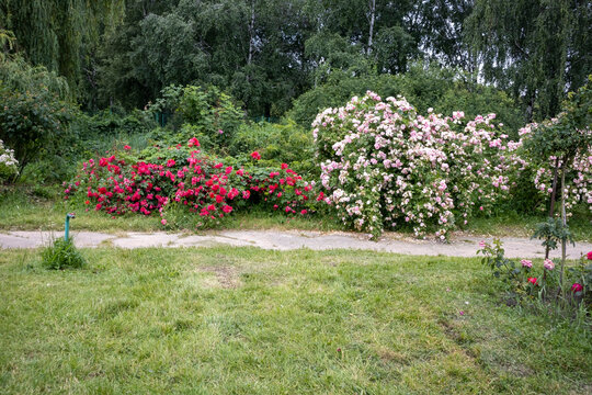 Blooming rose bushes in garden with green grass and trees - Powered by Adobe