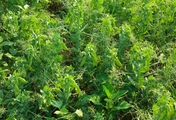close up of a pea field. High quality photo