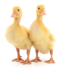 Two yellow ducklings.