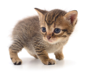 Kitten on white background.