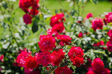 Bright red roses blooming in a vibrant garden under clear blue skies