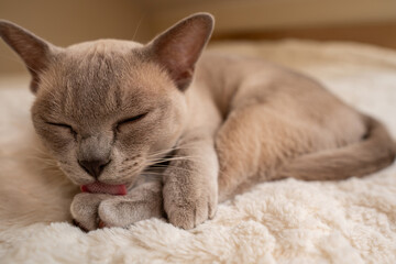 Sleepy Kitten Grooming Paw on Soft Blanket