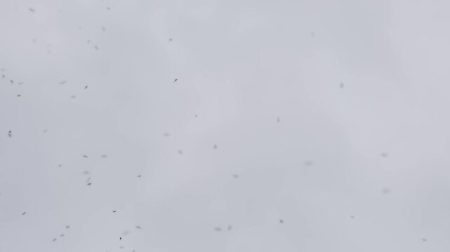 Swarm of mosquitoes dances in the air under overcast skies