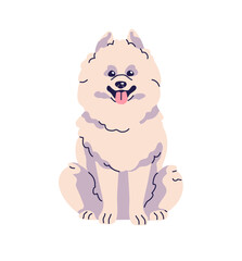 Cute Samoyed dog is sitting. Happy obedient puppy of Spitz with sticking tongue. Baby pup of Pomeranian relaxes. Funny fluffy doggy front view. Flat isolated vector illustration on white background