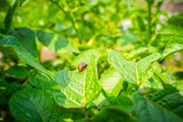 Colorado potato beetle on a potato leaf close-up on a sunny day. Colorado potato beetle eating potatoes