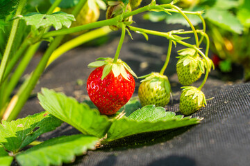 Ripe red strawberries growing in a garden bed on a sunny day, close-up