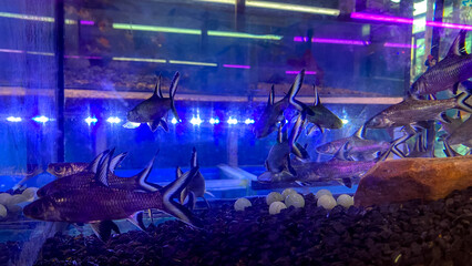 Burnt-tailed barb, also known as Siamese bala shark, swimming peacefully in a clear fish tank. Burnt-tailed barb, Siamese bala-shark