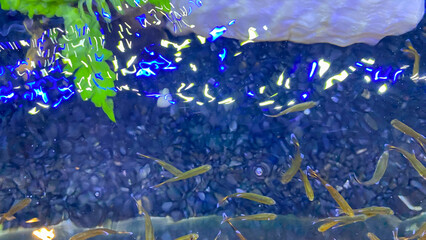 A close-up photo of a school of small fish swimming near the surface of the water, capturing natural aquatic movement.

