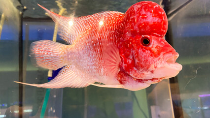 Flowerhorn cichlids are vibrant freshwater fish known for their vivid colors and distinct head hump.