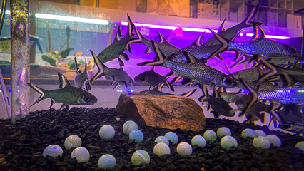 Burnt-tailed barb, also known as Siamese bala shark, swimming peacefully in a clear fish tank.