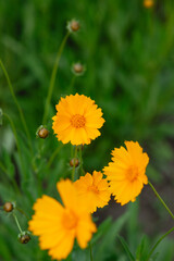 Bright yellow flowers bloom in a lush green garden during spring