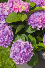 Beautiful hydrangeas in vibrant shades blooming in a garden setting