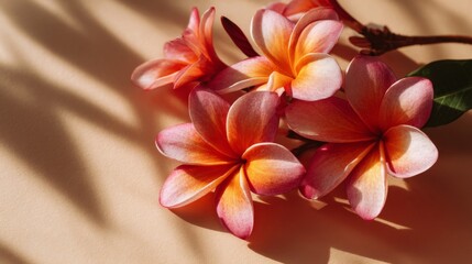 Obraz premium Pink and Orange Plumeria Blossoms on Beige Background
