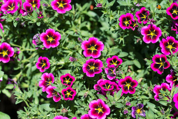 violet garden flowers closeup selective focus
