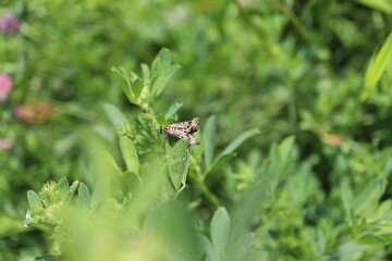 Männliche Skorpionsfliege (Panorpa communis) auf Klee
