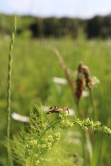 Weibliche Skorpionsfliege (Panorpa communis) auf Wiesenlabkraut.