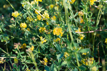 yellow lucerne,
Medicago falcata flowers closeup selective focus