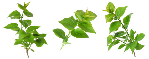 Branches with green leaves on white background, collage