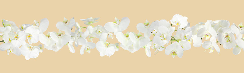 White orchid flowers on beige background, banner design