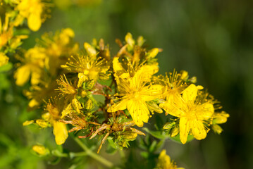 Hypericum perforatum, St. John's wort yellow flowers closeup selective focus