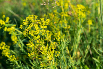 Euphorbia cyparissias, cypress spurge flowers closeup selective focus