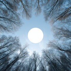 Low-angle view of bare winter trees surrounding a bright, circular sky element