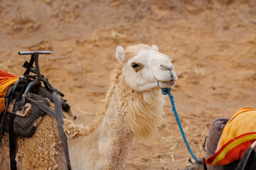 Camels resting in the Erg Chebbi sand dunes located in Morocco on the western edge of the Sahara...