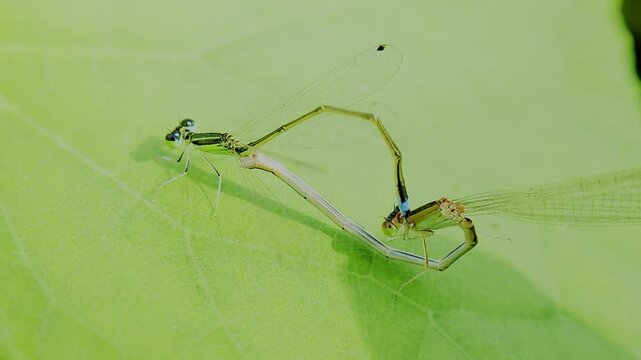 한국,곤충,실잠자리,잠자리,짝짓기,Korea, insects,  dragonflies