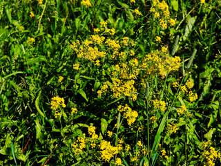 Yellow sunny flowers at sunset meadow landscape