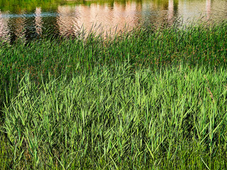 Massive greenery at summer lake nature landscape