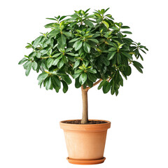 Obraz premium Schefflera arboricola in pot isolated on transparent background