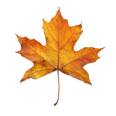 Fototapeta premium A single maple leaf art on transparent background.