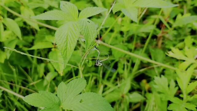 한국,곤충,실잠자리,잠자리,짝짓기,Korea, insects,  dragonflies