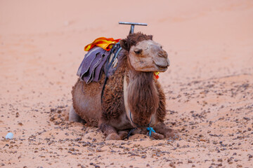 Camels resting in the Erg Chebbi sand dunes located in Morocco on the western edge of the Sahara...