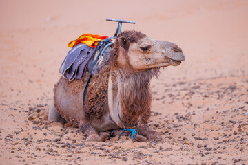 Camels resting in the Erg Chebbi sand dunes located in Morocco on the western edge of the Sahara...