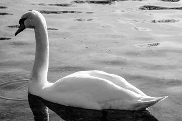 Ein Schwan auf dem See