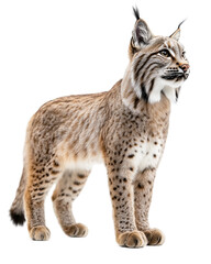 Obraz premium Eurasian lynx standing alert on transparent background