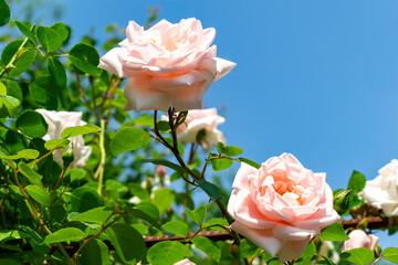 Beautiful image of light pink New Dawn roses blooming under clear blue sky, surrounded by lush green foliage